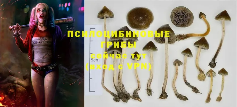 Псилоцибиновые грибы Cubensis  где можно купить наркотик  Олонец 